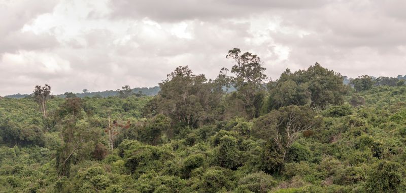 Wald in Kenia