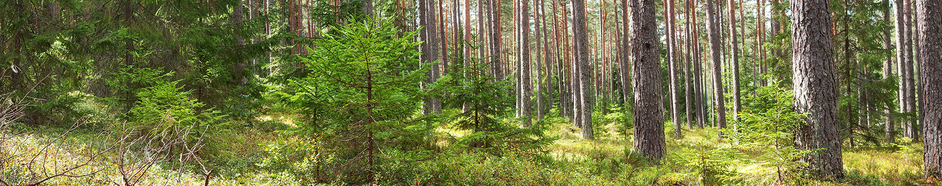 Wald im Sonnenlicht