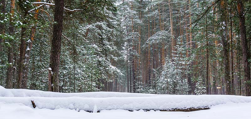 Winterlandschaft