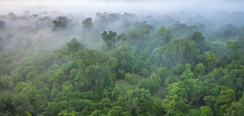 Wald in Kenia