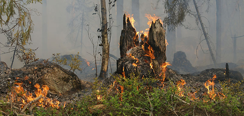 Waldbrand