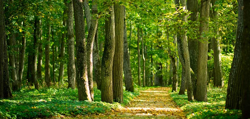 Waldweg