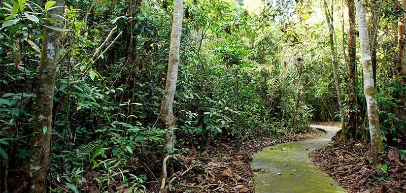 Wald in Indonesien mit Nestern der Riesenhonigbiene