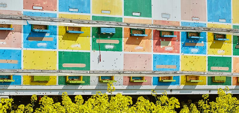 Bienenkästen auf einem LKW