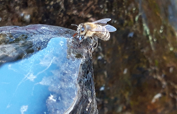 Eine cosnova Patenbienen trinkt Wasser