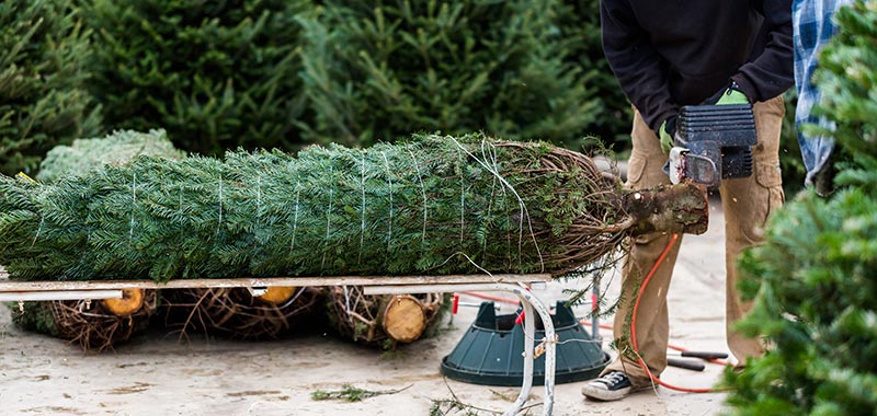 Weihnachtsbaum kaufen