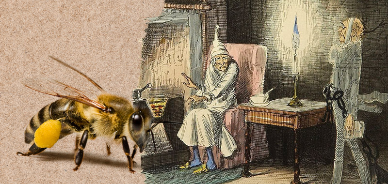 die Weihnachtsgeschichte mit Bienen 