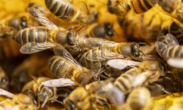 Westliche Honigbienen im Detail