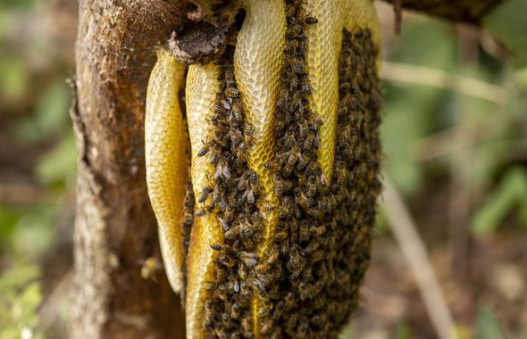 Das Innere einer Beute von Westlichen Honigbienen