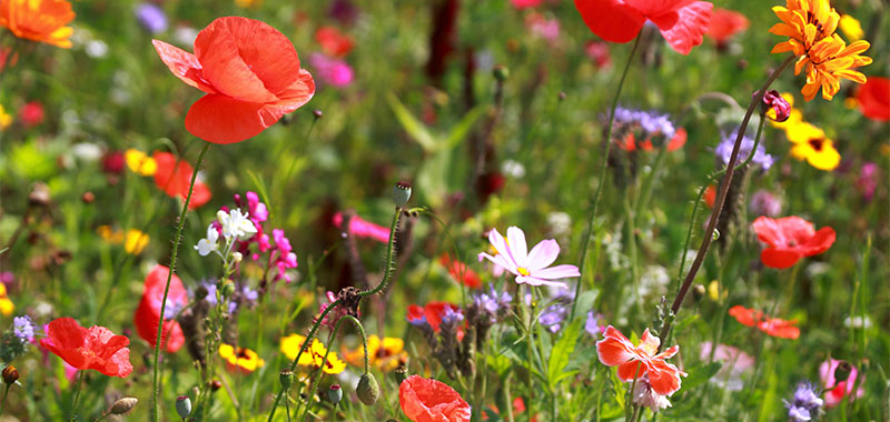 Blumenwiese