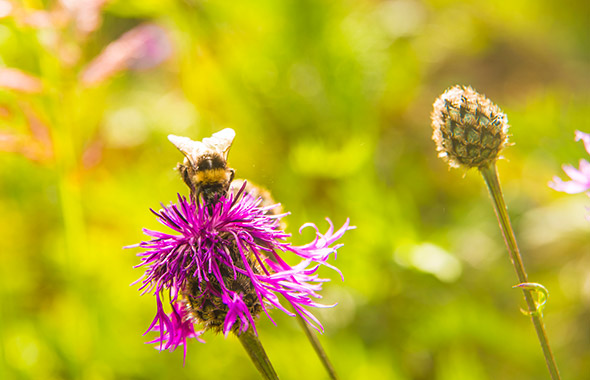 Wildbiene auf Blüte