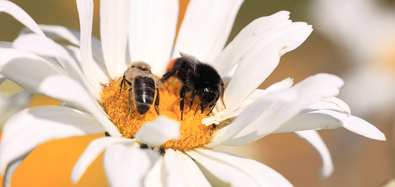 Eine WIldbiene und eine Honigbiene auf einer Blume