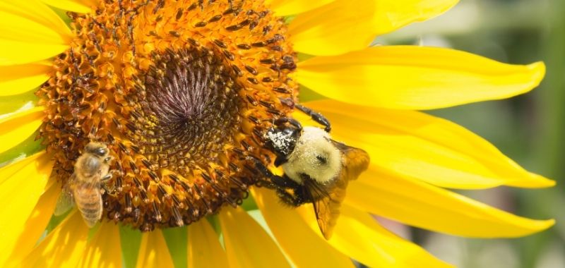 Eine WIldbiene und eine Honigbiene auf einer Sonnenblume