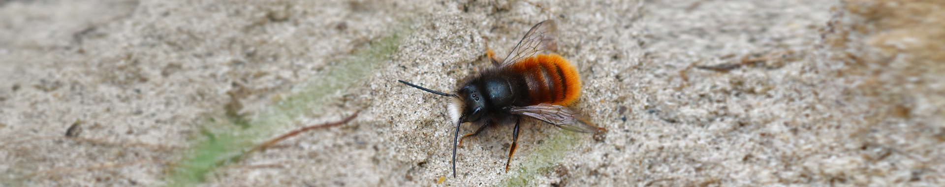 Eine Wildbiene im Sand