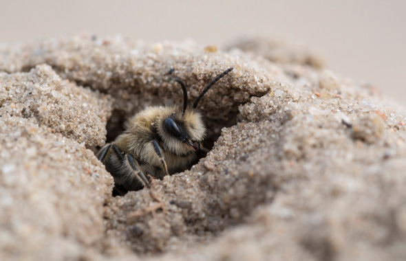 Eine Wildbiene im Sand