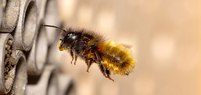 Wildbiene an Röhrchen