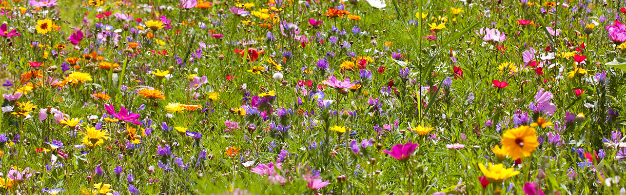Heimisches Wildblumenfeld