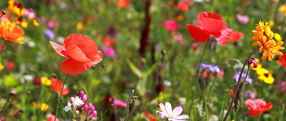 Bunte Wildblumenwiese