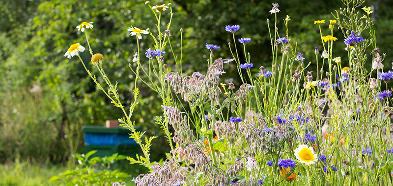 Wildblumenwiese