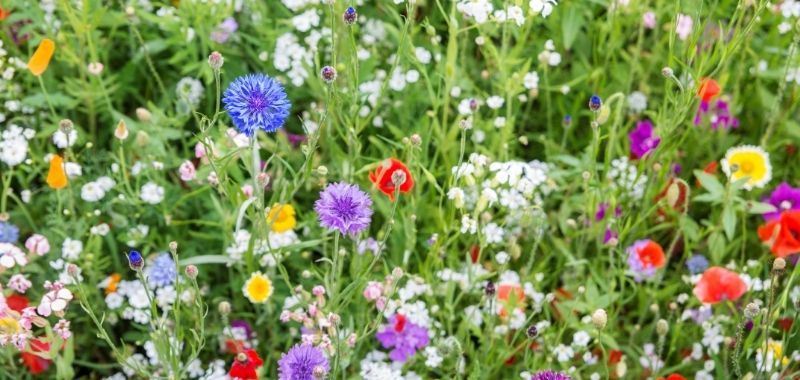 Wildblumenwiese