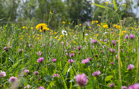 Bienenfreundliche Wildblumenwiese