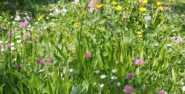 Bienenfreundliche Wildblumenwiese