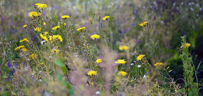 Wildkräuterwiese