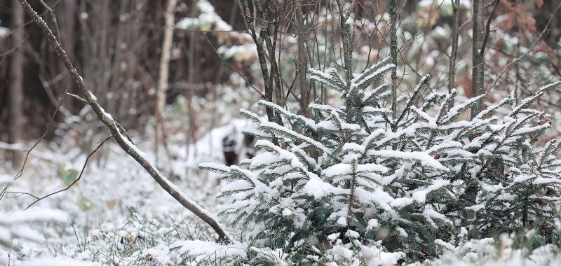 Winterlandschaft