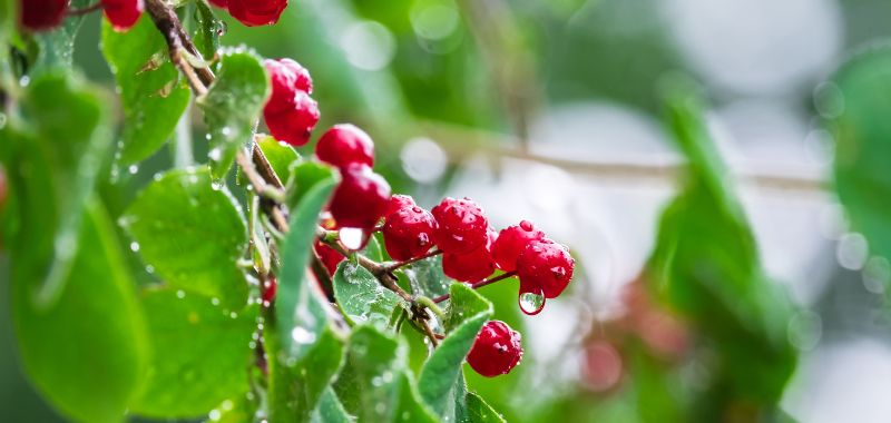 Beere der Winter-Heckenkirsche