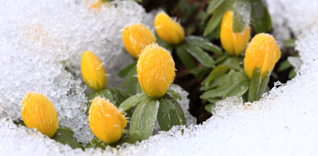 Blueten der Winterlinge in der Schneedecke