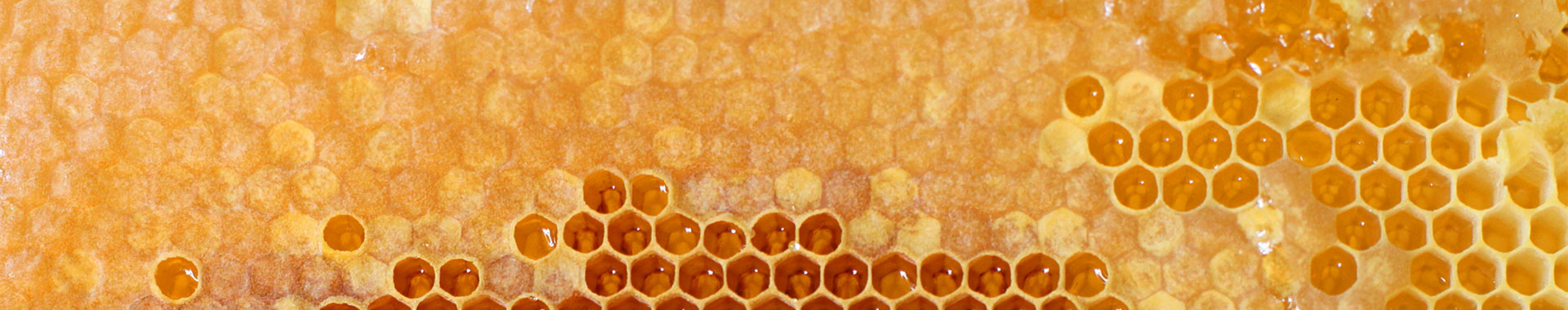 Eine Wabe voller Honig
