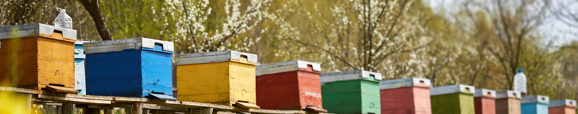 Bunte Bienenbeuten in einer Reihe