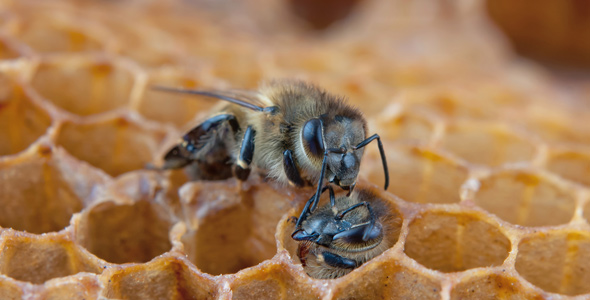 Zwei Bienen an Waben