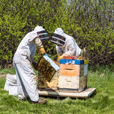 Zwei Imker arbeiten an einem Bienenstock