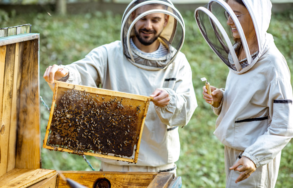 Ein Imker und eine Imkerin arbeiten gemeinsam am Bienenstock