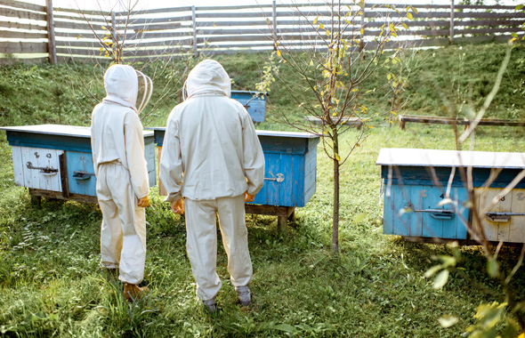 Imker tauschen sich am Stock über ihre Bienen aus