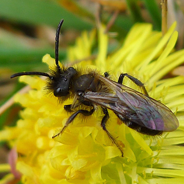 Zweifarbige Sandbiene Männchen