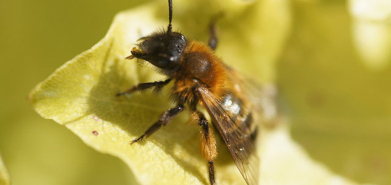 Zweifarbige Sandbiene Weibchen