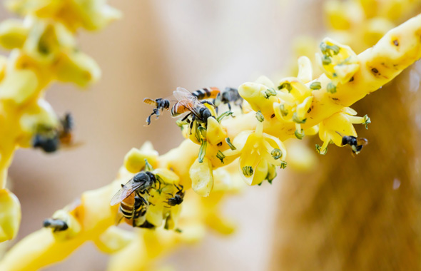 Mehrere Zwergbuschbienen auf gelben Ästen