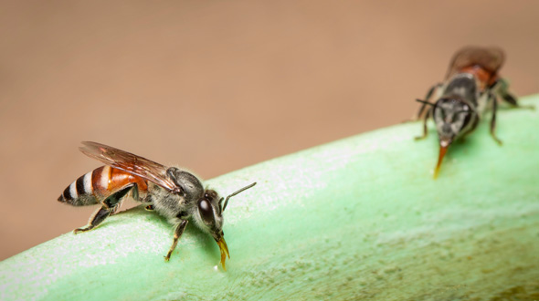 Zwei Zweghonigbienen auf einem Blatt