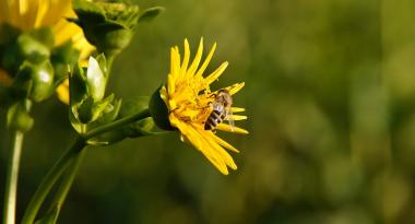 Biene auf gelber Blüte