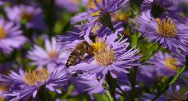 Biene auf lila Blüte