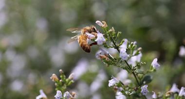 Biene auf Minzblüte