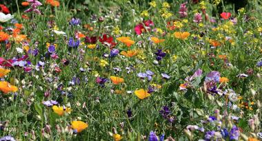 Blumenwiese