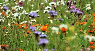 Blumenwiese