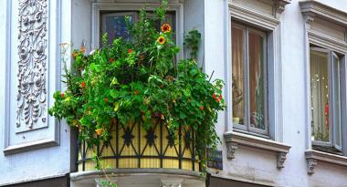 Balkon mit Pflanzen