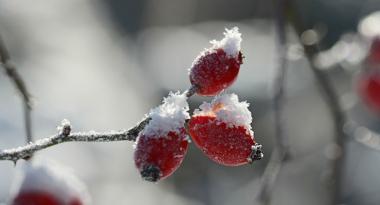 Hagebutte im Schnee