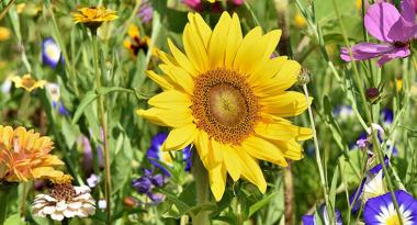 Sonnenblume auf einer Blumenwiese