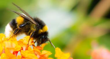 Die Große Erdhummel