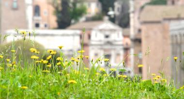 Blumenwiese in der Stadt